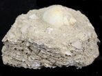 Eocene Fossil Gastropod (Globularia) - Damery, France #32436-2